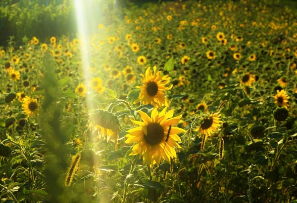 Campo de girassol ao sol — Fotografia de Stock