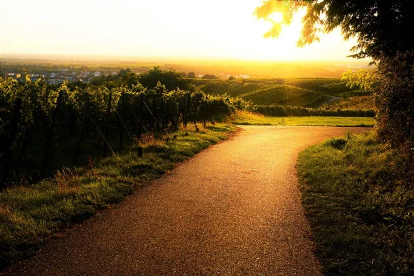 Günbatımı bağ içinde bir yol üzerinde