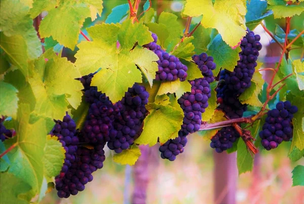 Montones de uvas azules colgando —  Fotos de Stock