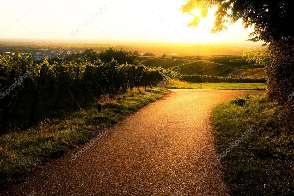 Sunset over a path in the vineyard