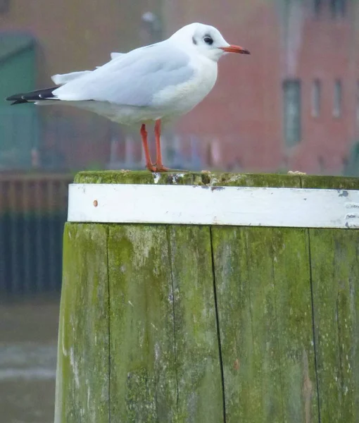 Sea gull sitting on a pole — Stock Photo, Image