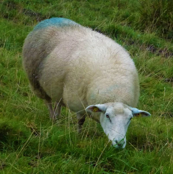 Moutons adultes sur prairie manger de l'herbe — Photo