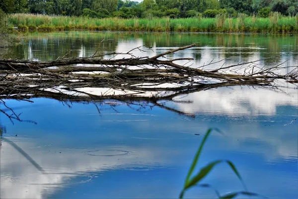 Calmo lago azul com ramos sobre ele — Fotografia de Stock