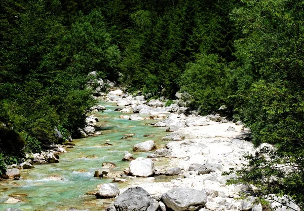 Wild Isonzo flod och grönt trä nära Trenta — Stockfoto