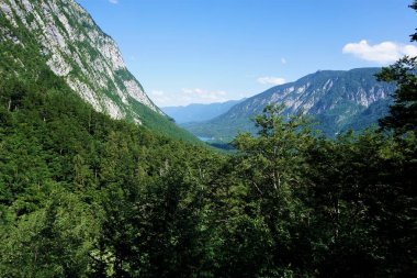 Vogel Dağı ve Bohinj Gölü 'ne orman manzarası