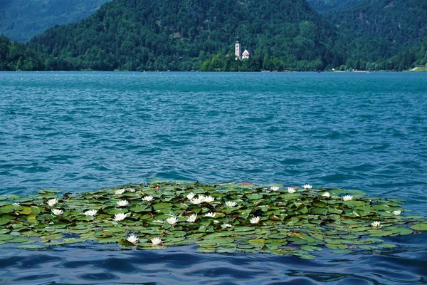 Lirios de agua en el lago Bled con la isla de Bled —  Fotos de Stock