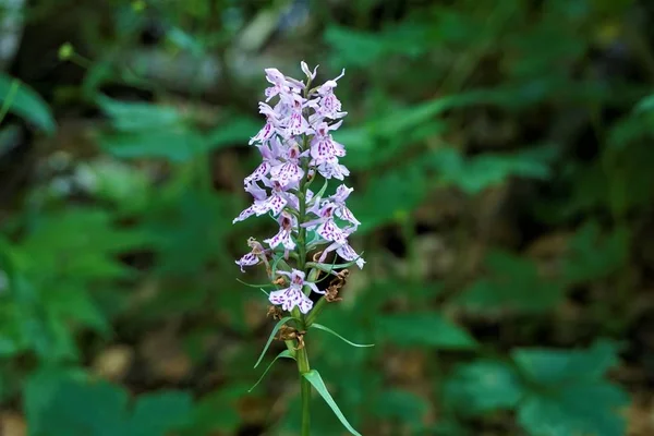 Divoká orchidej Dactylorhiza spatřen ve Slovinsku — Stock fotografie