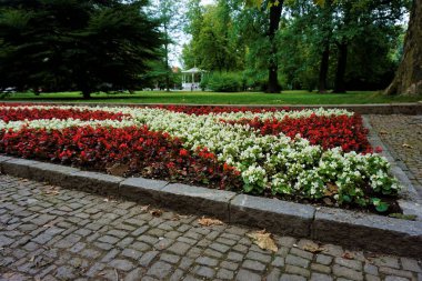 Maribor şehir parkında beyaz ve kırmızı Begonias ile yatak
