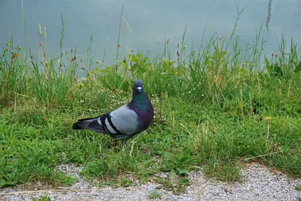 Pombo em Maribor olhando para a câmera — Fotografia de Stock