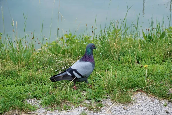 Pigeon in Maribor walking by the river — Stock Photo, Image