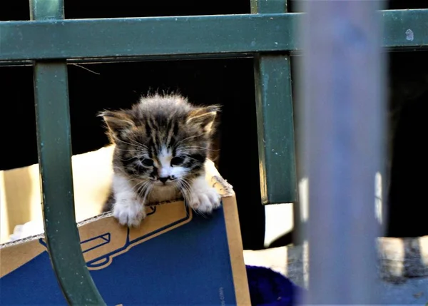 Bezdomovec kotě v krabici — Stock fotografie