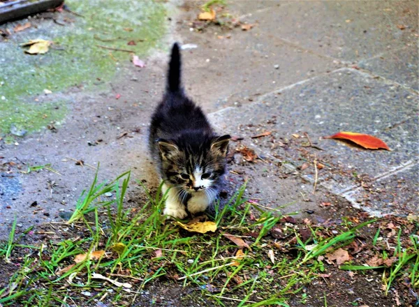Malé kotě klepnutím na trávě v Sofii — Stock fotografie