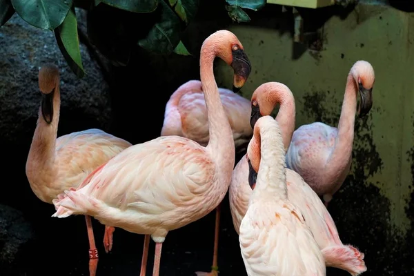 Eine Flamingo-Gruppe steht im Zoo und schaut zu — Stockfoto