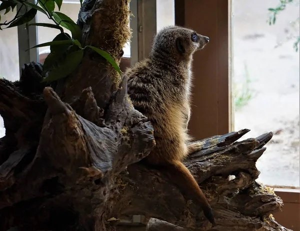 Meerkat sitting on trunk looking outside window — Stock Photo, Image