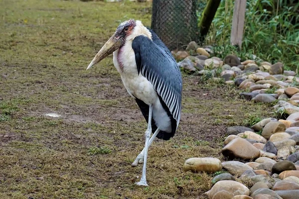 Marabou-Storch steht auf einem Bein — Stockfoto
