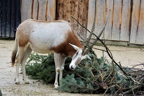 Scimitar oryx essaie de se libérer de sa branche — Photo