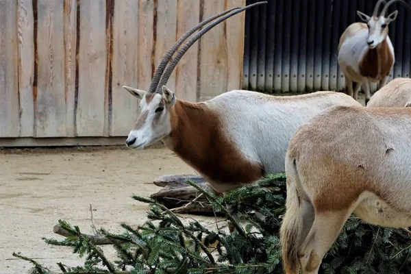 Scimitar Oryx seyir ve yemek Noel ağacı