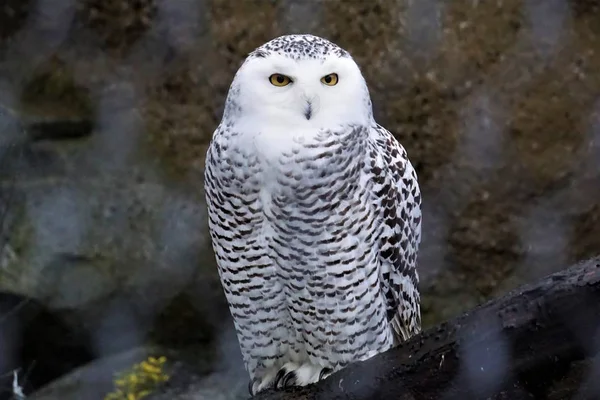 Красивая снежная сова смотрит в камеру — стоковое фото