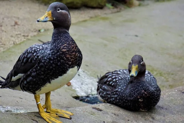 Fliegende Dampferenten im Stehen und Sitzen — Stockfoto