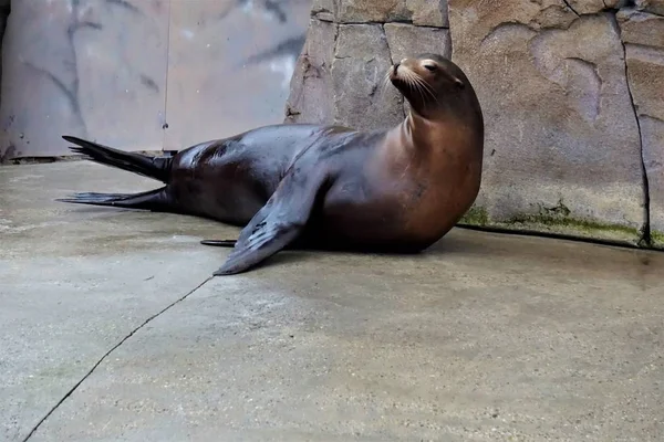 California sea lion lying on the side — Stock Photo, Image