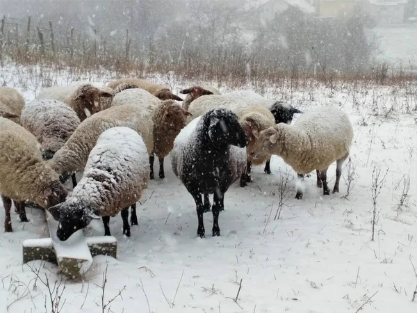 Grupo de ovejas de pie en la nieve —  Fotos de Stock