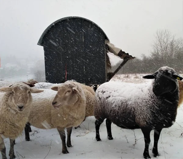 Grupo de ovejas frente al remolque en la nieve —  Fotos de Stock