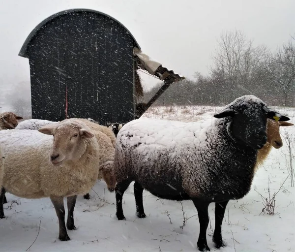 Groupe de moutons devant la caravane dehors dans la neige — Photo