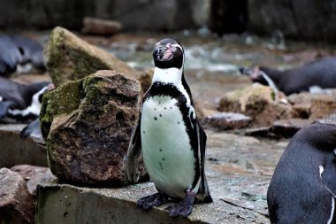 Kaya üzerinde ayakta tek Humboldt penguen
