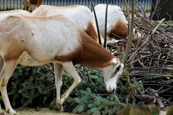 Scimitar oryx mangiare albero di Natale — Foto Stock