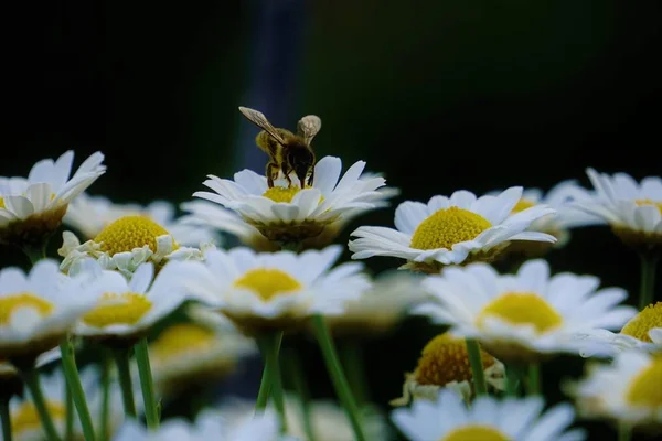 Bee on Leucanthemum blossom collecting pollen — Stock Photo, Image