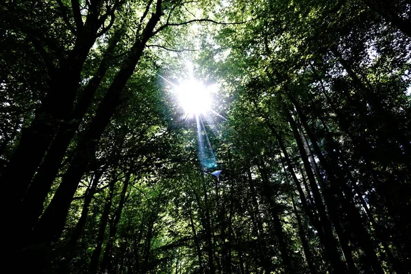 The sun shining thrugh Oberflockenbach forest — Stock Photo, Image