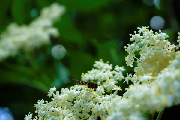 Marmelada hoverfly em flor branca fazendo mimetismo — Fotografia de Stock