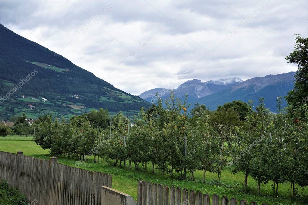 View to a mountain range with apple trees near Glurns