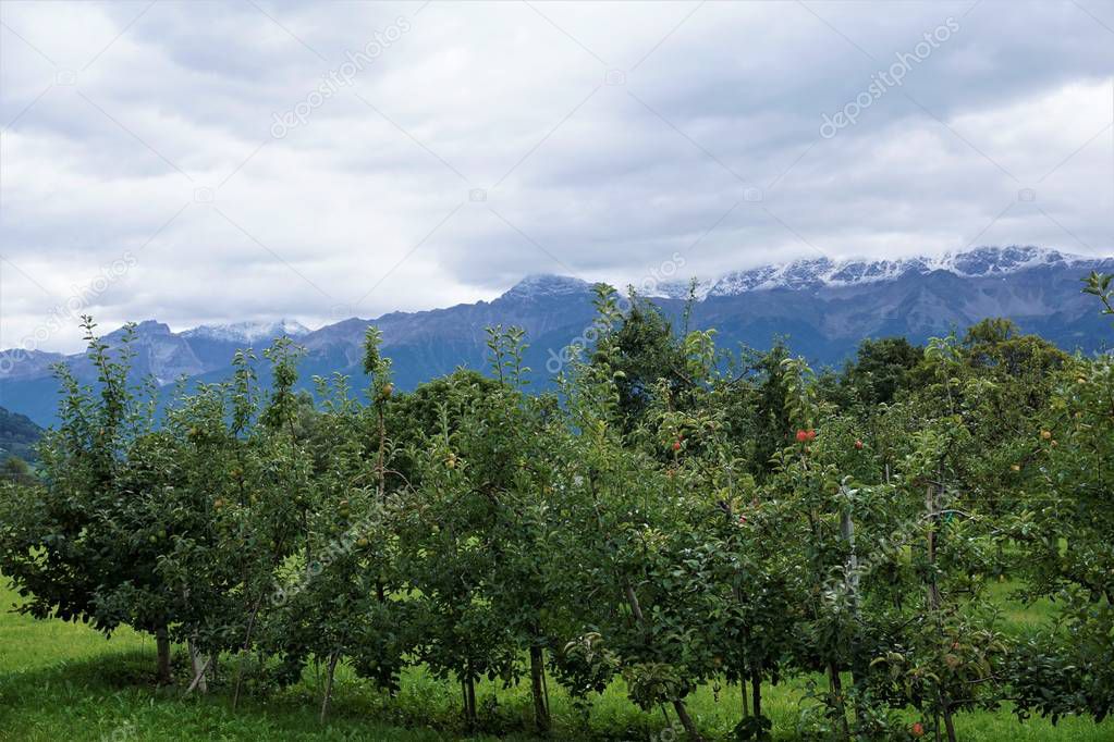 Mountain range near Glurns with apple trees