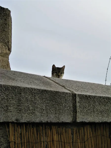 猫躲在马德里的一堵墙后面 — 图库照片