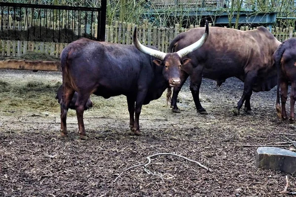 Gruppo di bovini Ankole-Watusi che guardano nella telecamera — Foto Stock