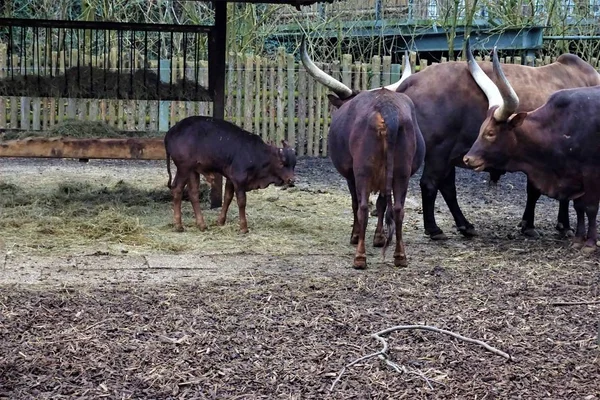 Grupo de Ankole-Watusi con ternera —  Fotos de Stock