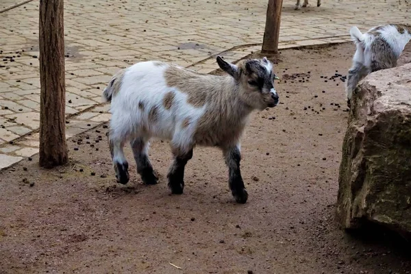 Cabra bebé en el zoológico —  Fotos de Stock