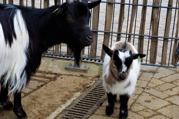 Bebé y cabra adulta frente a la valla —  Fotos de Stock