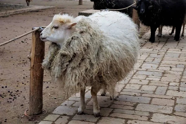 Moutons adultes avec beaucoup de laine debout dans le zoo — Photo