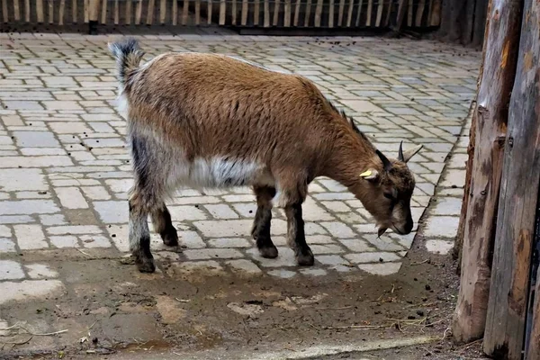 Adolescent chèvre odeur sur le sol — Photo