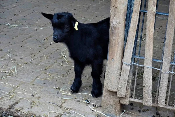 Cabra bebé negro escondido detrás de una valla —  Fotos de Stock