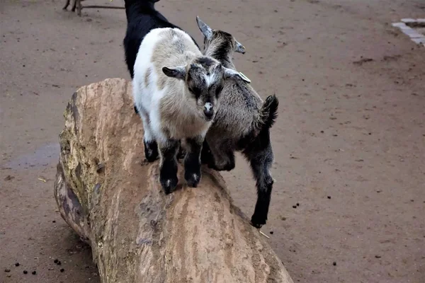 Cabras bebé de pie sobre un tronco —  Fotos de Stock