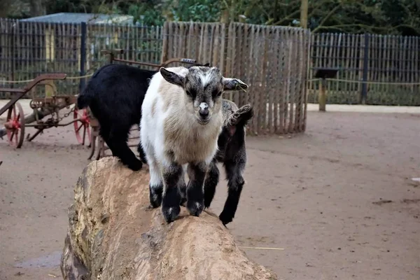 Lindas cabras bebé de pie sobre un tronco —  Fotos de Stock