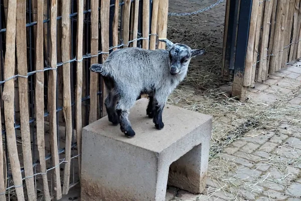 Cabra bebé en banco de piedra en frente de la valla —  Fotos de Stock