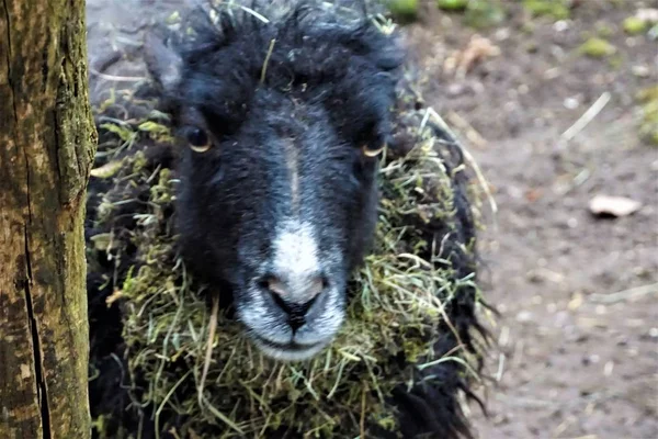 Black Ouessant mouton regardant dans la caméra — Photo