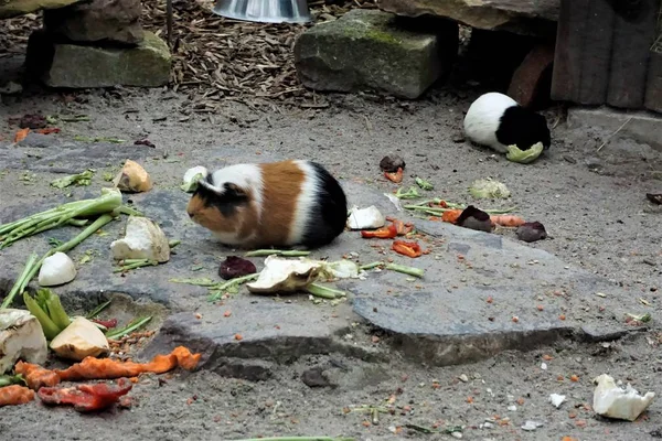 Морские свинки едят овощи на улице — стоковое фото