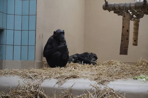 Chimpancés sentados y acostados en la paja — Foto de Stock