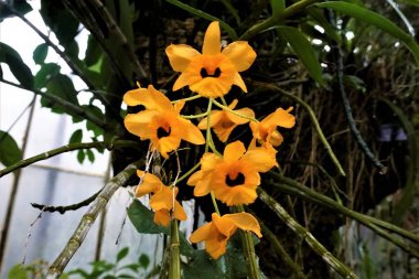 Sarı ve siyah Dendrobium orkide çiçekleri