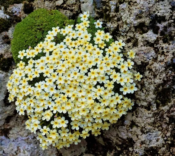 Close up of Dionysia Marika flower — Stock Photo, Image